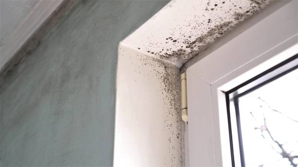 Best Mold Prevention Services  in Sandia Heights, NM