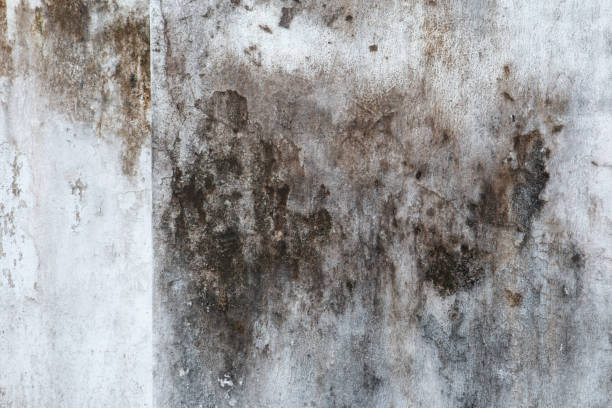 Best Mold-Related Health Consultation  in Sandia Heights, NM