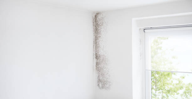 Best Mold Odor Removal Services  in Sandia Heights, NM
