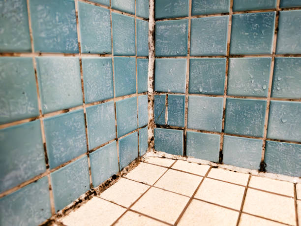 Trusted Sandia Heights, NM Mold Removal Experts